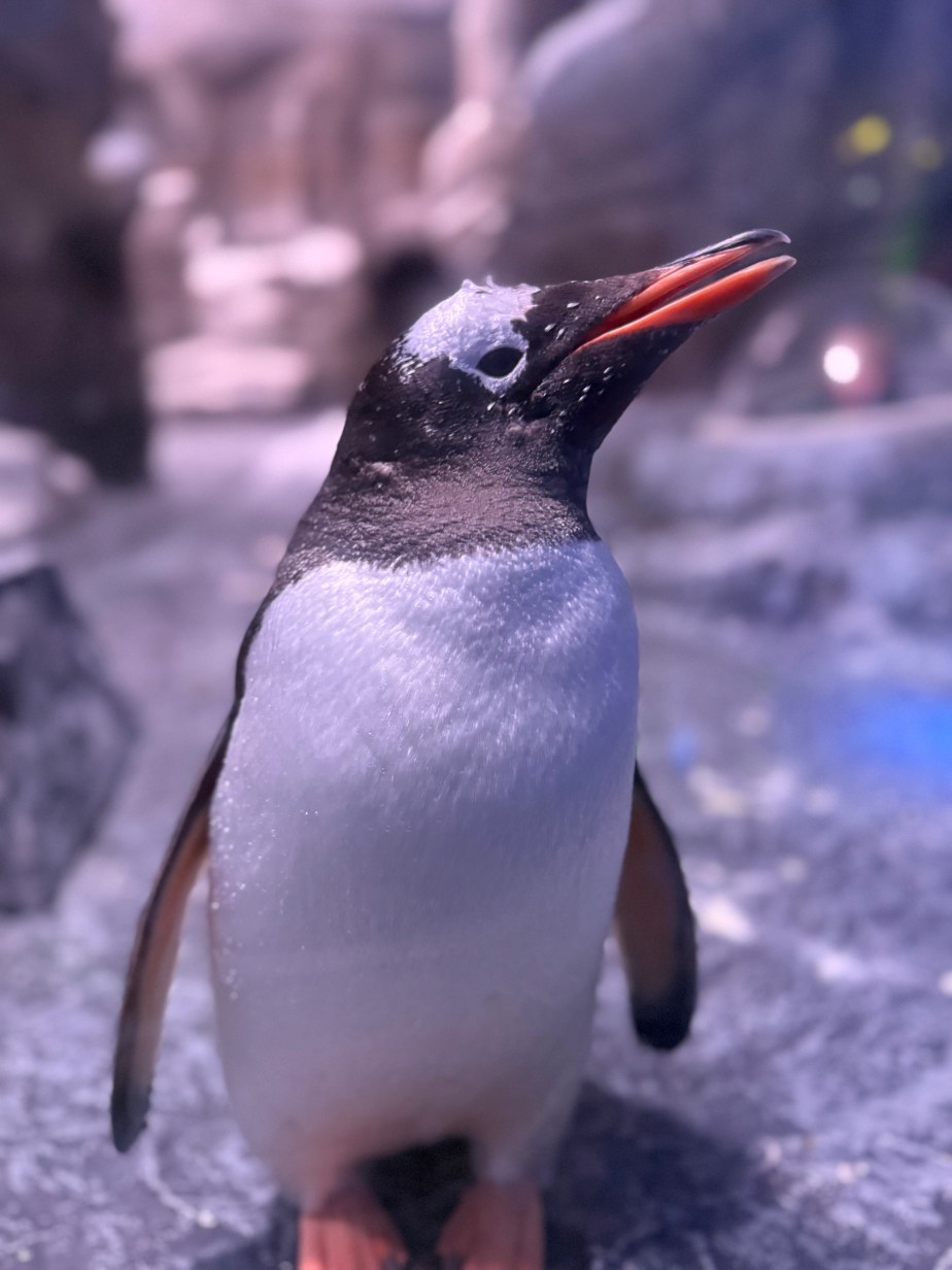 SEA LIFE Aquarium&nbsp;London